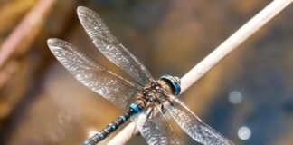 Libélulas, aliadas silenciosas de los ríos y lagunas: UAEH