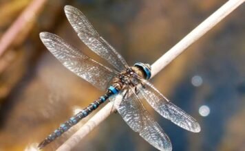 Libélulas, aliadas silenciosas de los ríos y lagunas: UAEH