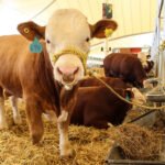 Anuncian la Ganadera Hidalgo – Expo Feria 2026