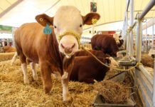 Anuncian la Ganadera Hidalgo – Expo Feria 2026