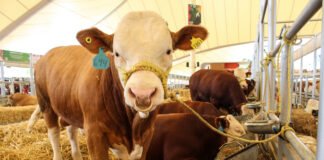 Anuncian la Ganadera Hidalgo – Expo Feria 2026