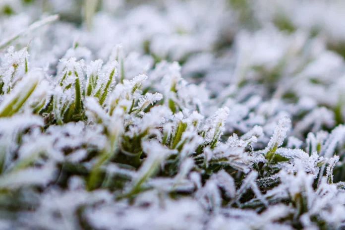 helada-frio-pasto-jpg