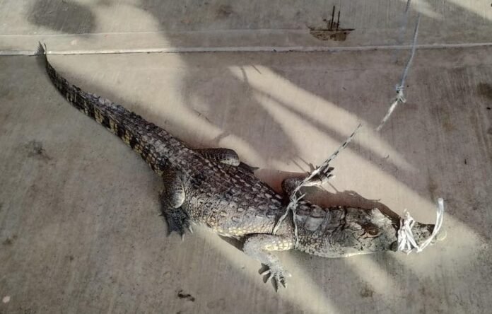 660072386_1523524703118063_3774056850529458439_n