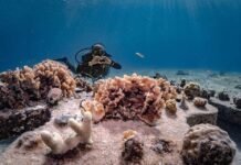 Nueva ruta aérea Monterrey–Cozumel fortalece conectividad turística