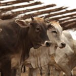 Tulancingo mantiene vigilancia sanitaria ante riesgo de gusano barrenador