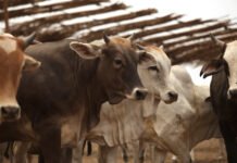 Tulancingo mantiene vigilancia sanitaria ante riesgo de gusano barrenador