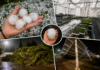 Granizos del tamaño de limones destrozan cultivos y viviendas en Hidalgo