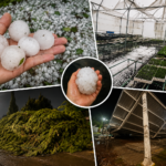 Granizos del tamaño de limones destrozan cultivos y viviendas en Hidalgo
