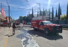 Ataca enjambre de abejas a niños de escuela primaria de Hidalgo