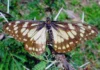 La mariposa mexicana que sobrevivió a los dinosaurios y sigue volando