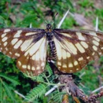 La mariposa mexicana que sobrevivió a los dinosaurios y sigue volando