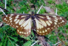 La mariposa mexicana que sobrevivió a los dinosaurios y sigue volando