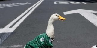 Merlín el pato mundialista ya se comercializa en Canadá