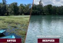 Retiran mil toneladas de lirio acuático de presa en Huasca de Ocampo