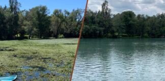 Retiran mil toneladas de lirio acuático de presa en Huasca de Ocampo