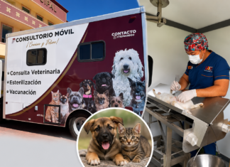 Tulancingo refuerza bienestar animal con consultas veterinarias de 30 pesos