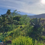 Belleza y magia del Cerro de Cubitos, el pulmón verde de Pachuca