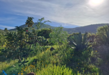 Belleza y magia del Cerro de Cubitos, el pulmón verde de Pachuca