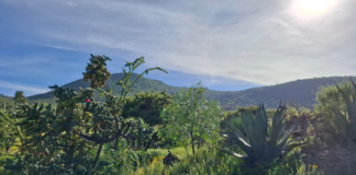 Belleza y magia del Cerro de Cubitos, el pulmón verde de Pachuca