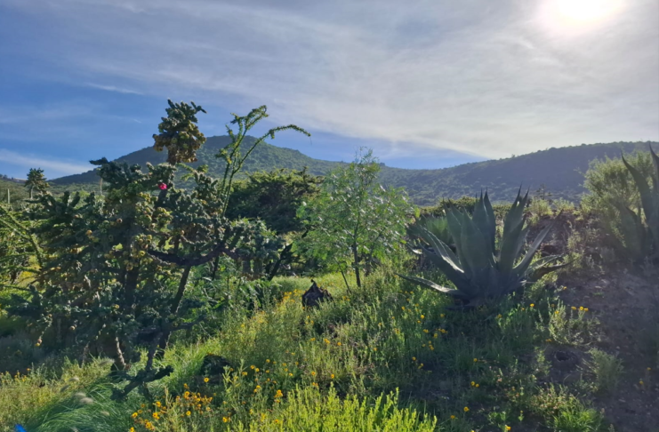 Belleza y magia del Cerro de Cubitos, el pulmón verde de Pachuca