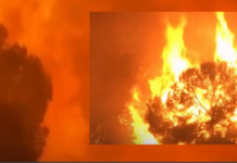 Incendios forestales arrasan en España y Francia