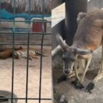 Denuncian maltrato animal en el Centro Recreativo Los Faisanes