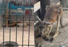 Denuncian maltrato animal en el Centro Recreativo Los Faisanes