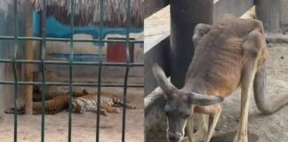 Denuncian maltrato animal en el Centro Recreativo Los Faisanes