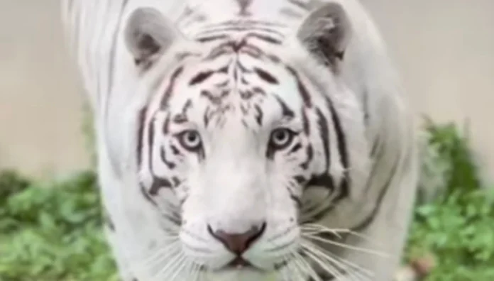 busqueda-tigre-Kenzo-Edomex