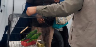 Decomisan pericos y productos de fauna silvestre en tianguis de Actopan