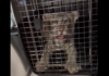Rescatan cachorro de tigre de Bengala en Central de Abastos