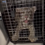 Rescatan cachorro de tigre de Bengala en Central de Abastos