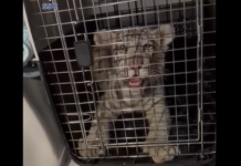 Rescatan cachorro de tigre de Bengala en Central de Abastos