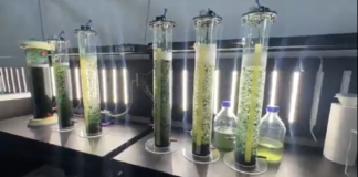 Investigador de la UPP transforma lirio acuático en insumo industrial