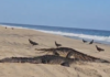 ¡Sorpresa! Cocodrilos salen a tomar el sol en playas de Oaxaca