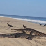¡Sorpresa! Cocodrilos salen a tomar el sol en playas de Oaxaca