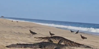 Cocodrilos salen a tomar el sol en playas de Oaxaca