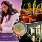 Investigadora de la UPP desarrolla microorganismos que aumentan hasta 40% la producción de maíz