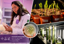 Investigadora de la UPP desarrolla microorganismos que aumentan hasta 40% la producción de maíz