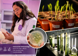 Investigadora de la UPP desarrolla microorganismos que aumentan hasta 40% la producción de maíz