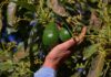 Despliegue de fuerzas armadas tras freno a exportaciones de aguacate