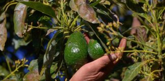 Despliegue de fuerzas armadas tras freno a exportaciones de aguacate