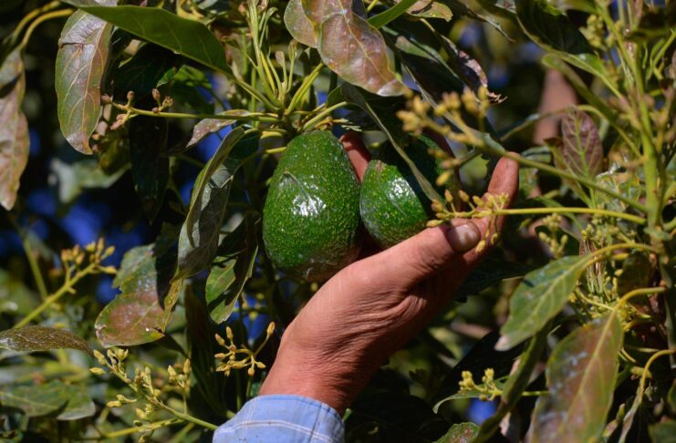 Despliegue de fuerzas armadas tras freno a exportaciones de aguacate