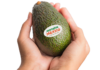 Michoacán reanuda exportación de aguacate a Estados Unidos
