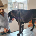 Resguardan a perrita víctima de maltrato en Zempoala