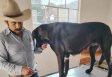 Resguardan a perrita víctima de maltrato en Zempoala