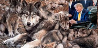 Trump ordena retirar protección del lobo gris y lobo mexicano