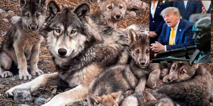 solo-quedan-367-lobos-gris-mexicanos-y-trump-firma-permiso-para-que-ganaderos-les-disparen