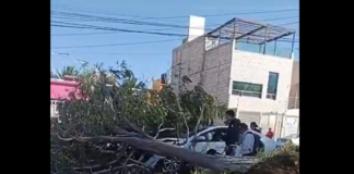 Fuertes ráfagas derriban árbol en campestre Villas del Álamo