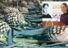 Gobierno prepara plan de apoyo para productores de agave